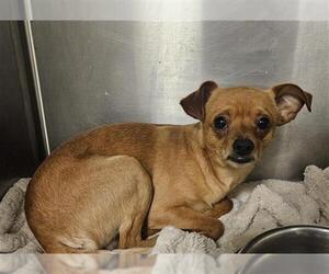 Chihuahua Dogs for adoption in Sebec, ME, USA
