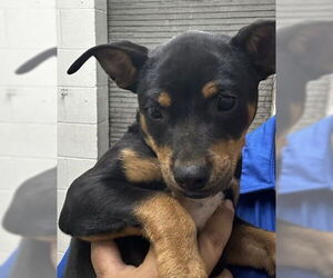 Rottweiler Dogs for adoption in San Bernardino, CA, USA