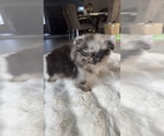 Oreo - Male Pomeranian Puppy for Sale - Photo #5