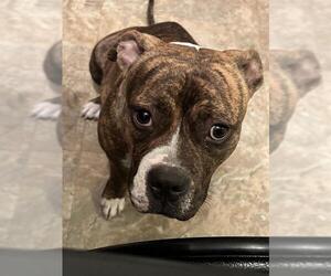 American Staffordshire Terrier-Unknown Mix Dogs for adoption in San Antonio, TX, USA