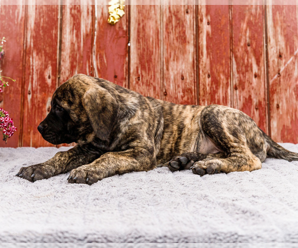 Medium Photo #6 Mastiff Puppy For Sale in WAKARUSA, IN, USA