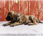 Small #5 Mastiff
