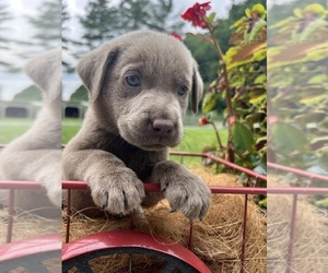 Labrador Retriever Puppy for sale in NEOLA, WV, USA