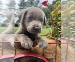 Image preview for Ad Listing. Nickname: AKC Ready to Go