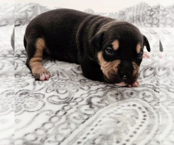 Medium Photo #1 American Bully Puppy For Sale in SPANAWAY, WA, USA
