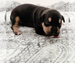 Small Photo #1 American Bully Puppy For Sale in SPANAWAY, WA, USA