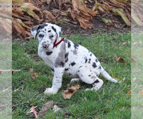 Medium Photo #4 Great Dane Puppy For Sale in LITITZ, PA, USA