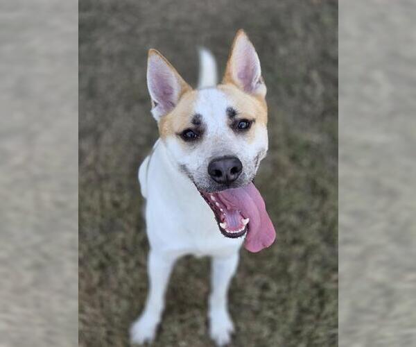 Medium Photo #2 Siberian Husky-Unknown Mix Puppy For Sale in Temple, TX, USA
