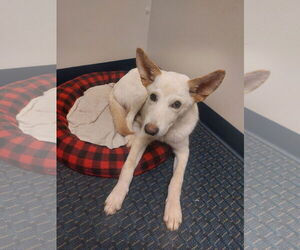 German Shepherd Dog Dogs for adoption in Coldwater, MI, USA