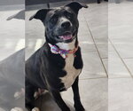 Small #14 American Staffordshire Terrier Mix
