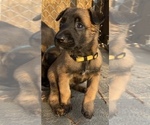 Puppy 2 Belgian Malinois