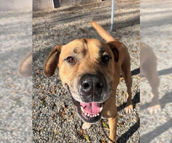 Medium Photo #1 Boxer-Unknown Mix Puppy For Sale in Palmetto, FL, USA