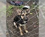 Small Mutt