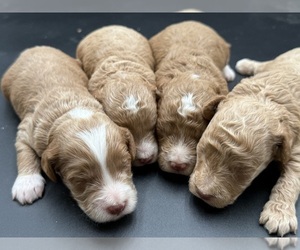 Golden Cavadoodle Puppy for Sale in HAYDEN, Alabama USA