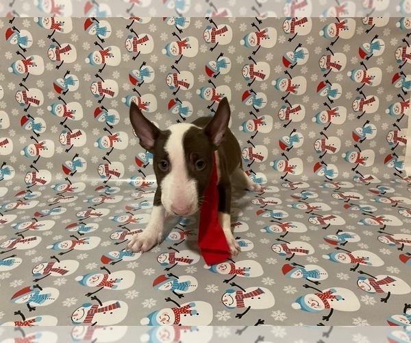 Medium Photo #5 Bull Terrier Puppy For Sale in BIRMINGHAM, AL, USA