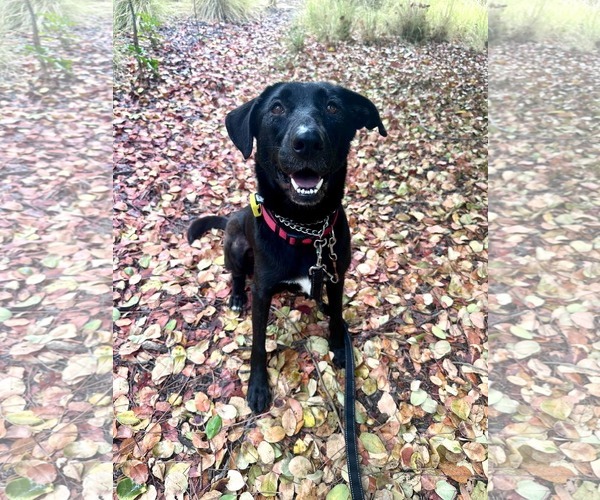 Medium Photo #9 Labrador Retriever-Unknown Mix Puppy For Sale in San Diego, CA, USA