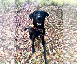 Dolly - Female Labrador Retriever-Unknown Mix Dog for Adoption - Photo #9