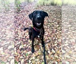 Small Photo #9 Labrador Retriever-Unknown Mix Puppy For Sale in San Diego, CA, USA