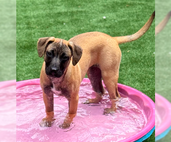 Medium Photo #13 Mutt Puppy For Sale in Decatur, GA, USA