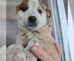Small #5 Australian Cattle Dog