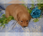 Small #2 Golden Retriever