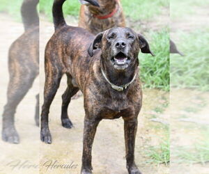 Hercules (Trinity) - Male Plott Hound-Unknown Mix Dog for Adoption - Photo #4