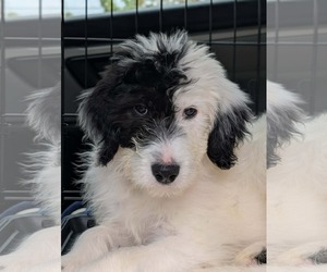 Pyredoodle Dogs for adoption in Croydon, NH, USA
