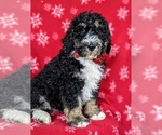 Small Photo #2 Bernedoodle-Poodle (Standard) Mix Puppy For Sale in CHRISTIANA, PA, USA