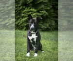 Small #2 Mutt