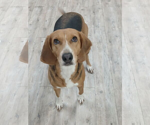 Medium Photo #5 Mutt Puppy For Sale in Murfreesboro, NC, USA