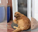 Small #20 Golden Retriever