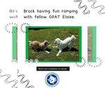 Small #10 Great Pyrenees