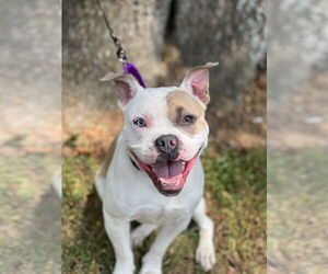 Lovebug - Female American Bulldog Dog for Adoption - Photo #4