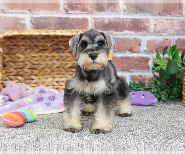 Medium Photo #13 Schnauzer (Miniature) Puppy For Sale in SYRACUSE, IN, USA