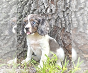 Cavalier King Charles Spaniel Puppy for sale in SAINT CLOUD, FL, USA