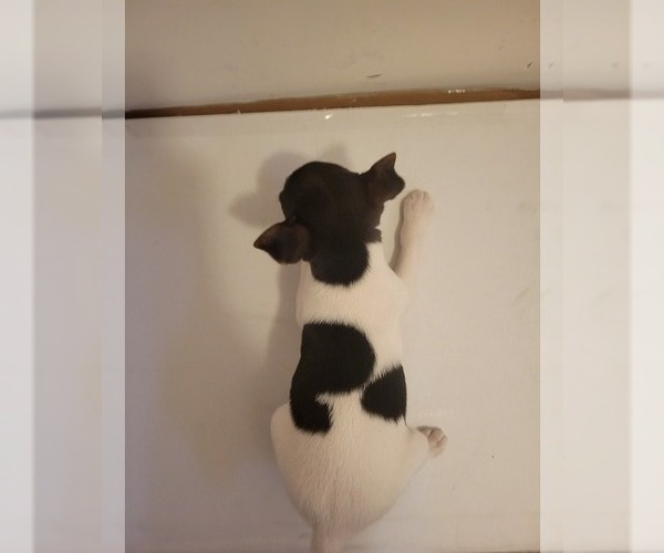 Medium Photo #6 Rat Terrier Puppy For Sale in COLUMBIA, SC, USA