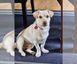 Small #3 Dachshund-Labrador Retriever Mix