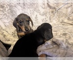 Puppy Lilly Dachshund