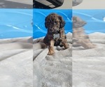 Puppy Puppy 3 Australian Labradoodle-Cavapoo Mix