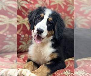 Bernese Mountain Dog Puppy for sale in DUNDEE, OH, USA