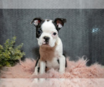 Puppy Rex Boston Terrier
