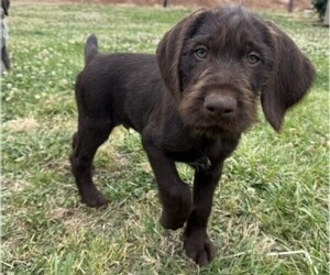 Medium German Wirehaired Pointer