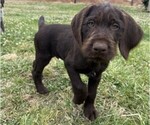 Puppy Green Puppy German Wirehaired Pointer