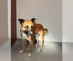 Small #1 Labrador Retriever Mix