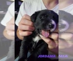 Small Photo #1 Borador Puppy For Sale in DILLSBORO, IN, USA