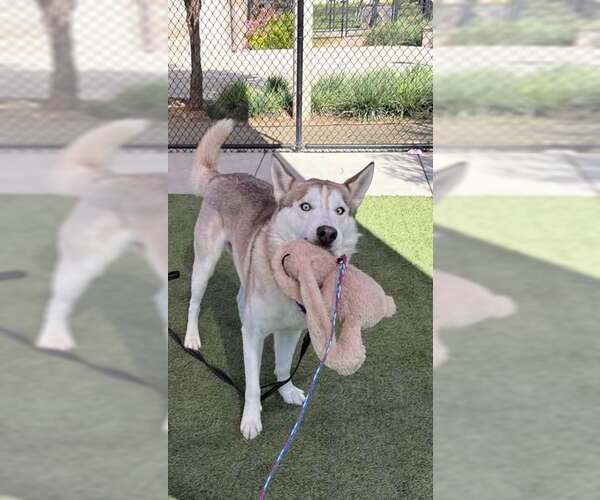 Medium Photo #2 Siberian Husky-Unknown Mix Puppy For Sale in Elk Grove, CA, USA