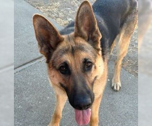 Medium Photo #2 German Shepherd Dog Puppy For Sale in Cupertino, CA, USA