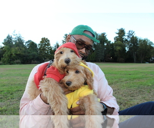 Goldendoodle Puppy for Sale in HARTFORD, Connecticut USA