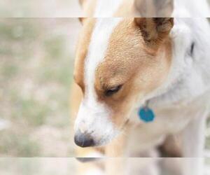 Chevy - Male Australian Kelpie-Basenji Mix Dog for Adoption - Photo #17