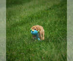 Small Photo #21 Labrador Retriever Puppy For Sale in FRESNO, OH, USA